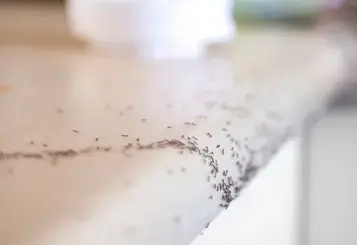 destruction nid de frelon La Guerche-de-Bretagne-3