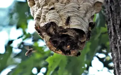 destruction nid de frelon La Guerche-de-Bretagne-4