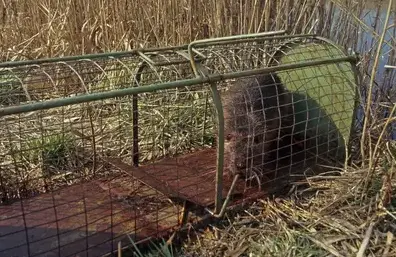 destruction nid de frelon La Guerche-de-Bretagne-5