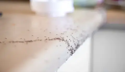 destruction nid de frelon Pouancé-2