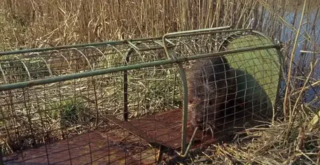 destruction nid de frelon Pouancé-4