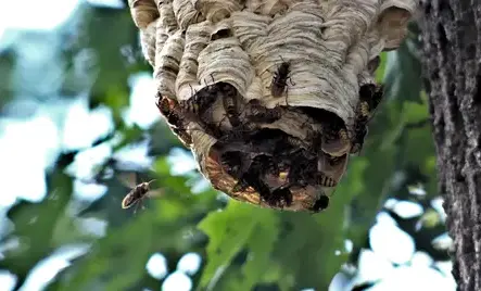 destruction nid de frelon Pouancé-5