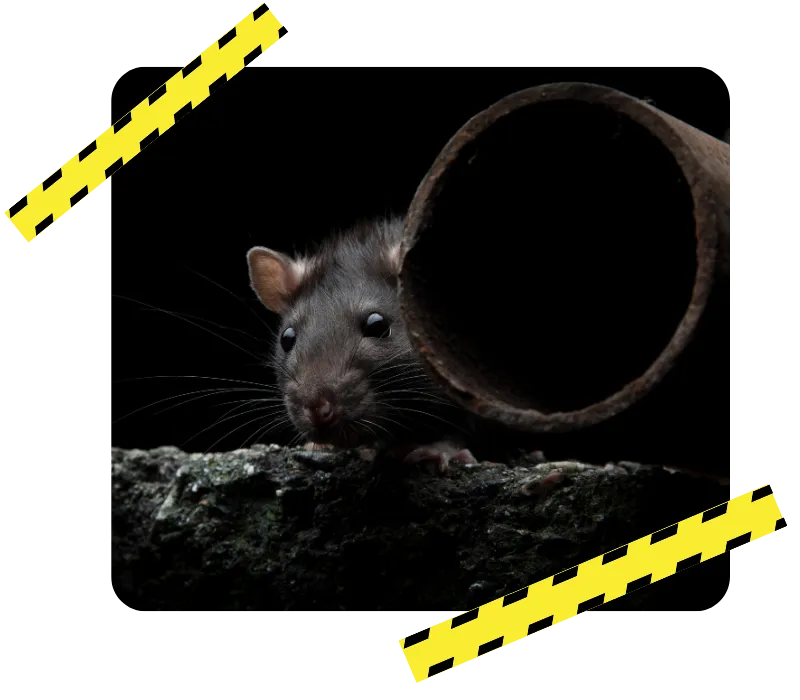 destruction nid de guepe bain de bretagne