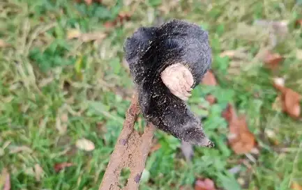 destruction nid de guêpe Bais-1