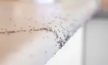 destruction nid de guêpe Bais-2