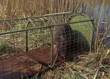 destruction nid de guêpe Bais-3