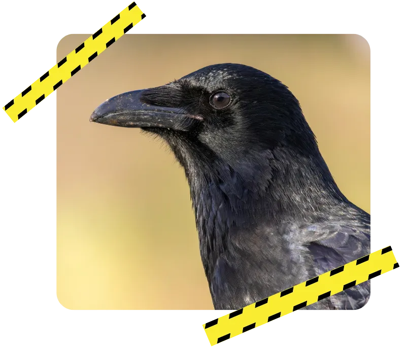 destruction nid de guepe bais