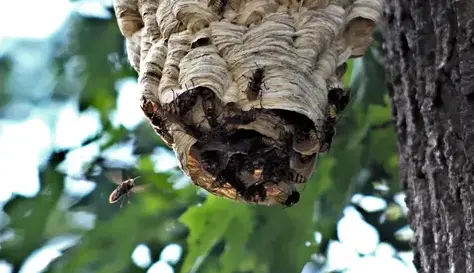 destruction nid de guêpe Bais-4