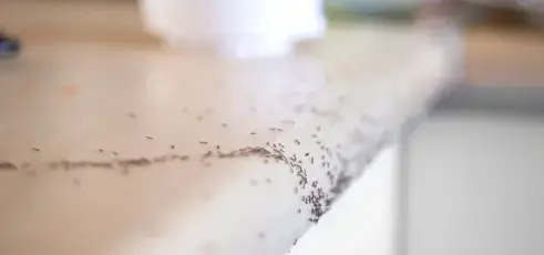 destruction nid de guêpe Bais-5