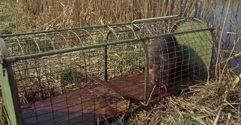 destruction nid de guêpe Craon-1