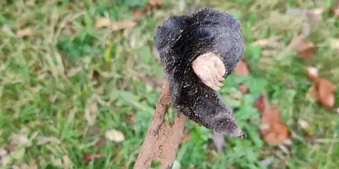 destruction nid de guêpe Craon-2