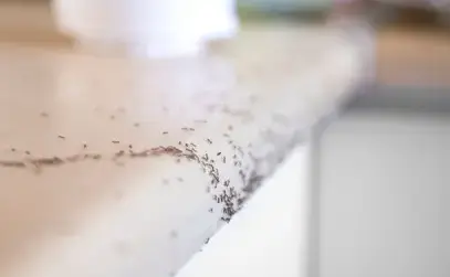 destruction nid de guêpe Craon-3