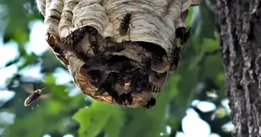 destruction nid de guêpe Craon-4