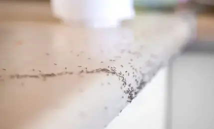 destruction nid de guêpe Craon-5