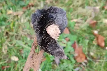 destruction nid de guêpe Eancé-1