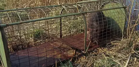 destruction nid de guêpe à Eancé - image 2