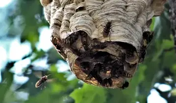 destruction nid de guêpe à Eancé - image 3
