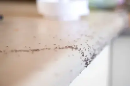 destruction nid de guêpe à Eancé - image 4