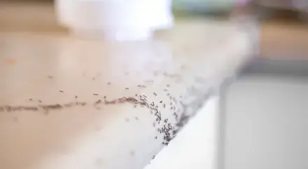 destruction nid de guêpe Eancé-5