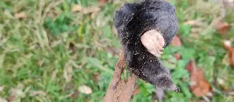 destruction nid de guêpe Janzé-1