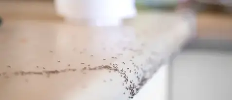 destruction nid de guêpe Janzé-2