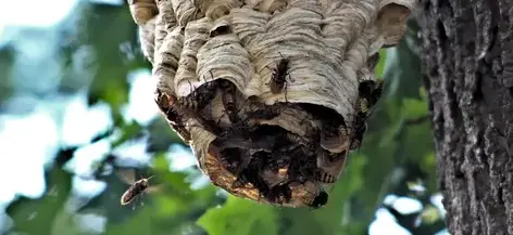 destruction nid de guêpe Janzé-3