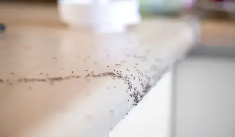 destruction nid de guêpe Janzé-4