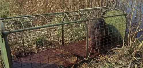 destruction nid de guêpe Janzé-5