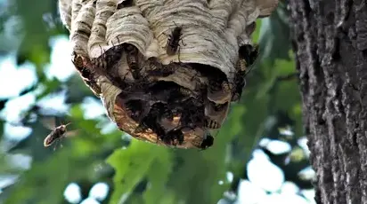 destruction nid de guêpe La Guerche-de-Bretagne-1