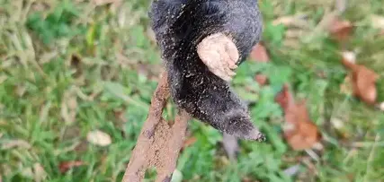 destruction nid de guêpe La Guerche-de-Bretagne-2