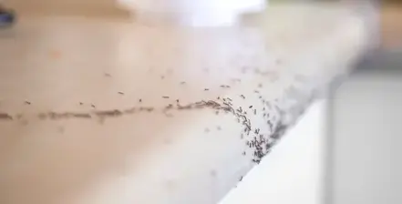 destruction nid de guêpe La Guerche-de-Bretagne-3