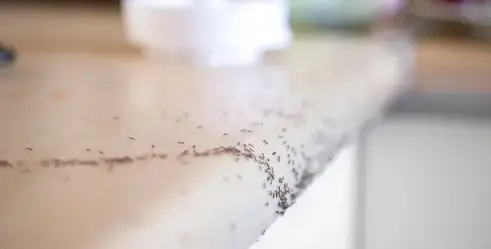 destruction nid de guêpe La Guerche-de-Bretagne-4