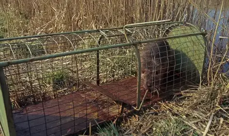 destruction nid de guêpe La Guerche-de-Bretagne-5
