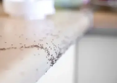 destruction nid de guêpe Pouancé-1