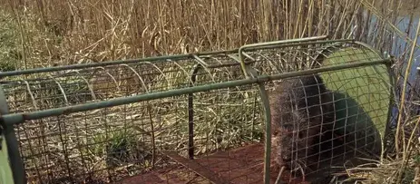 destruction nid de guêpe Pouancé-2