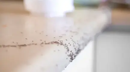 destruction nid de guêpe Pouancé-3