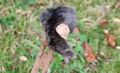 destruction nid de guêpe Pouancé-5