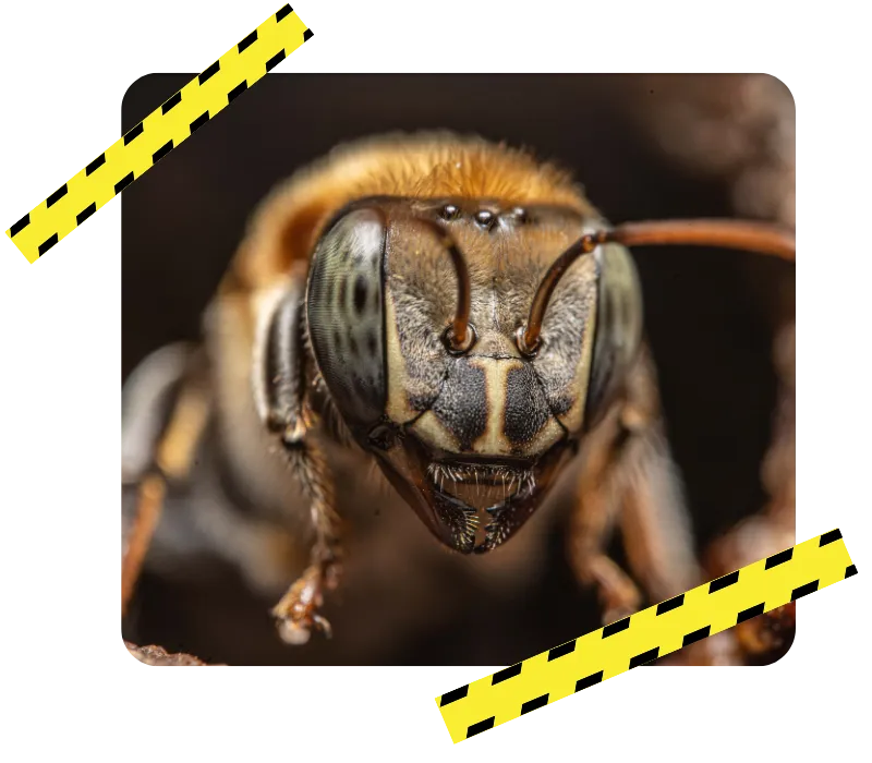 expert anti nuisible bain de bretagne