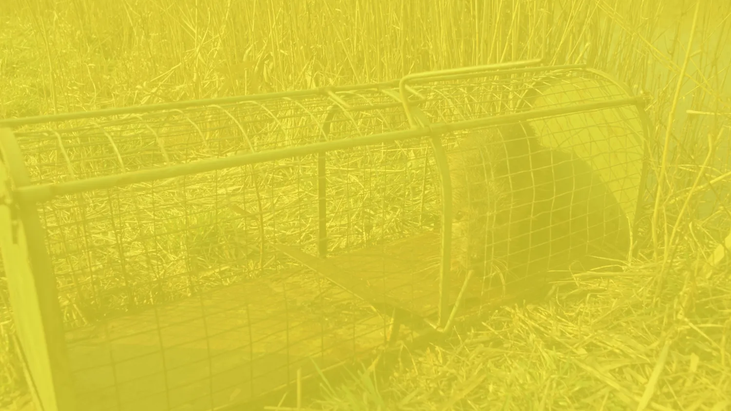 expert anti nuisible chateaubriant