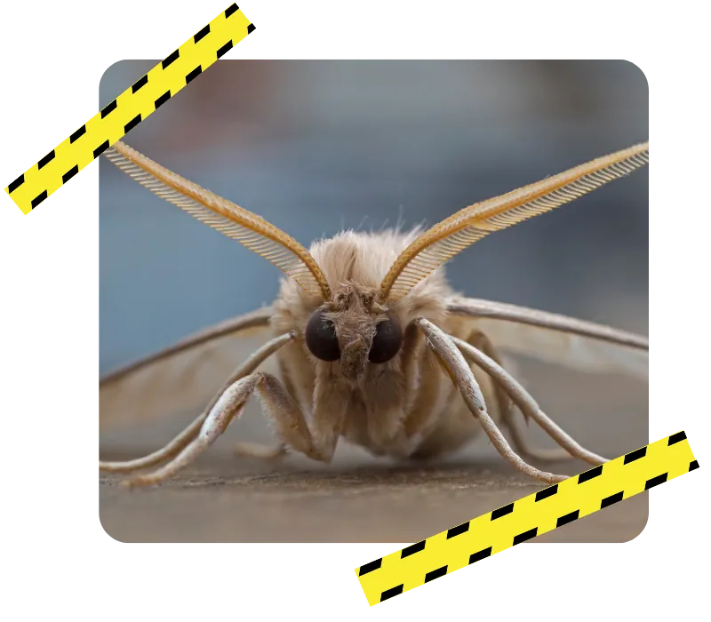 expert anti nuisible la guerche de bretagne