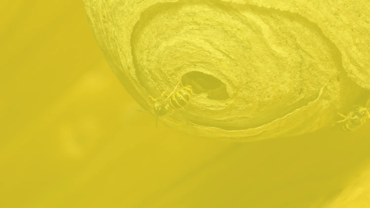 extermination nuisibles eance