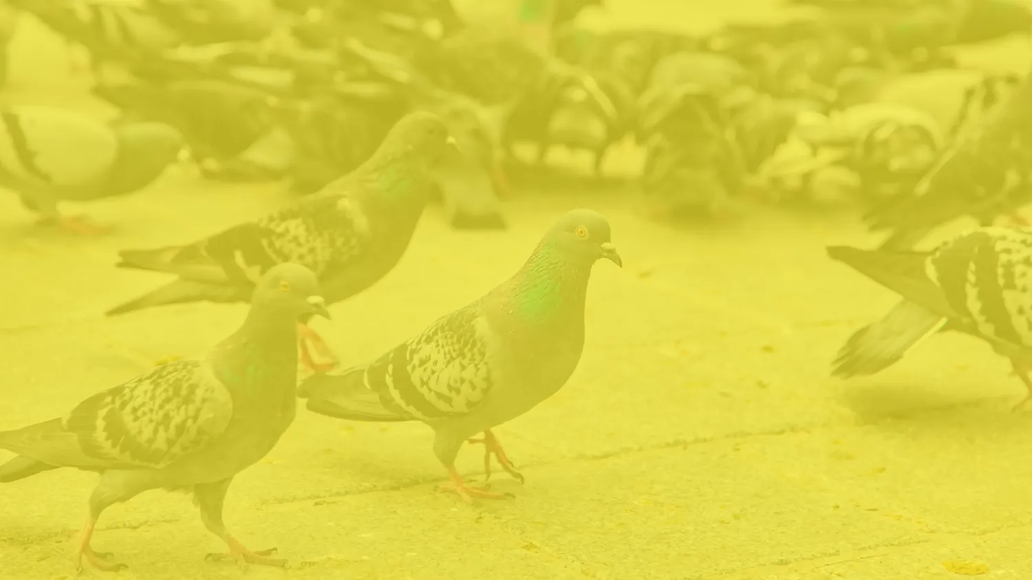 extermination nuisibles pouance